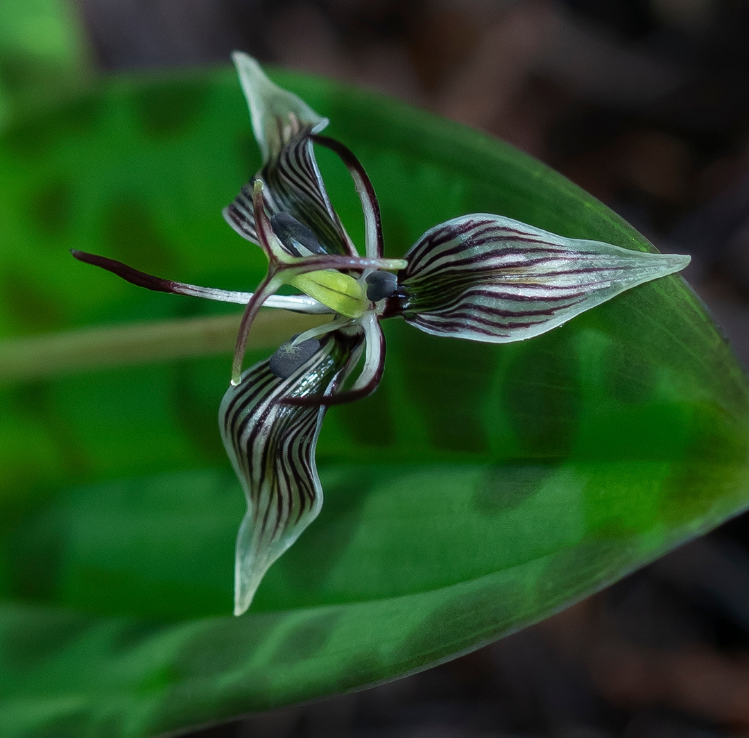 Scoliopus bigelovii Fetid Adder's Tongue_Mary Ann Machi