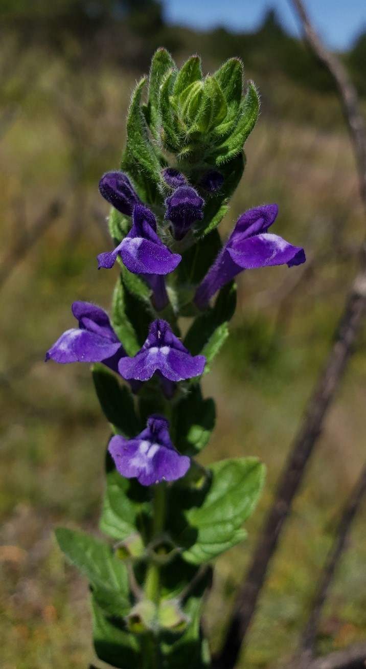 Skullcap  Scutellaria tuberosa  Photo by Nomad Ecology