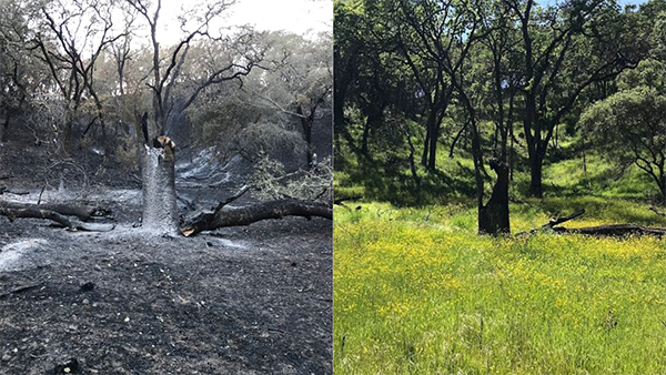 back-to-back burns post fire recovery