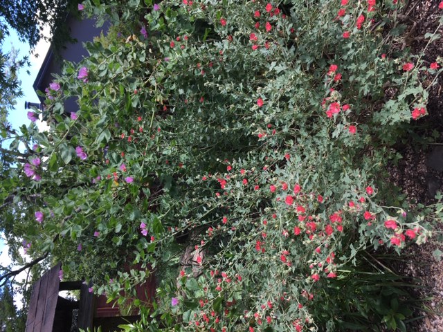 Sphaeralcea_munroana_Malacothamnus_palmeri_Liz_Parsons