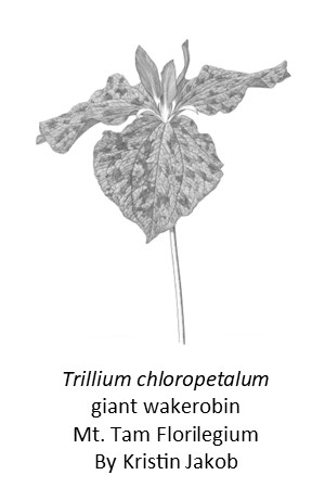 Trillium chloropetalum - giant wakerobin Kristin Jakob