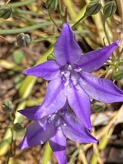 June plant of the month Triteleia laxa