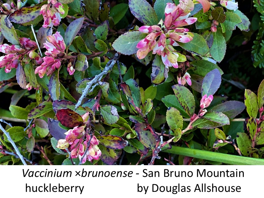 Vaccinium &times;brunoense S Bruno Mountain huckleberry Doug Allsh