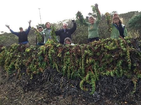 Doran Ice Plant Weeders