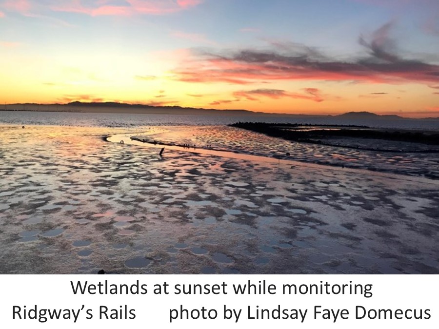 Wetland sunset monitoring Ridgway's Rails Lindsay Fay Domecu