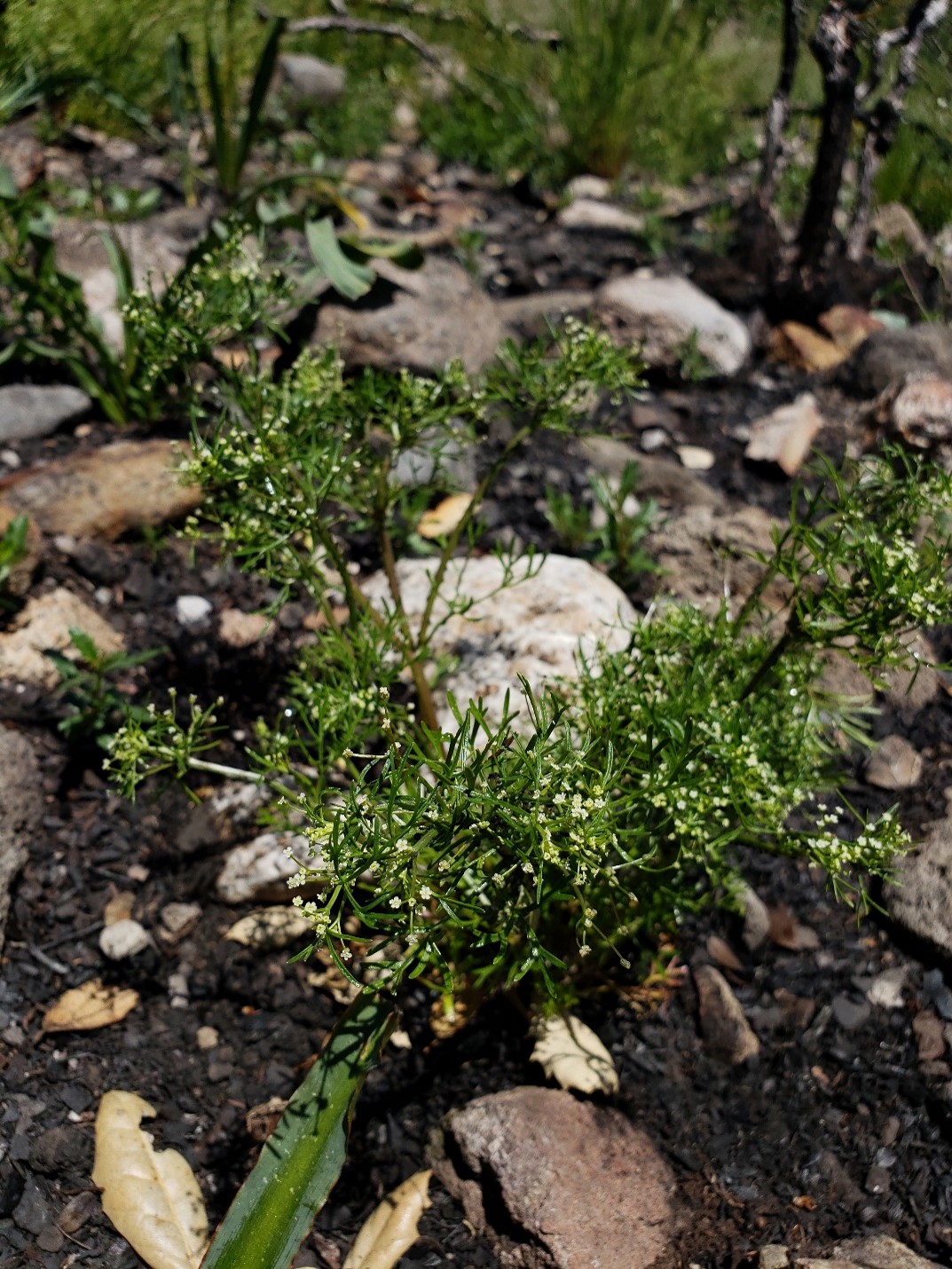 Wild celery  Apiastrum angustifolium  Photo by Nomad Ecology