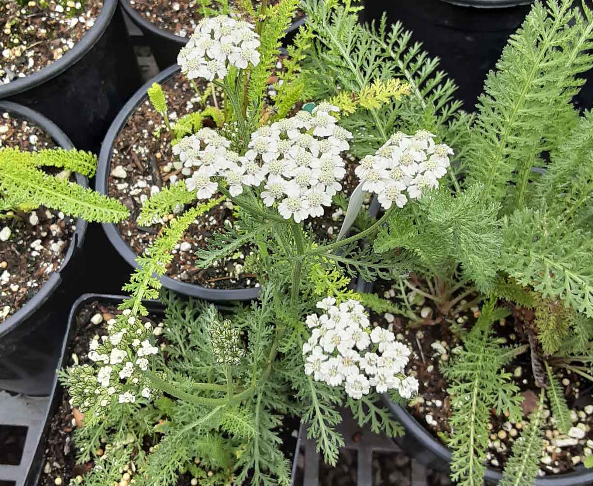 Achillea millefolium