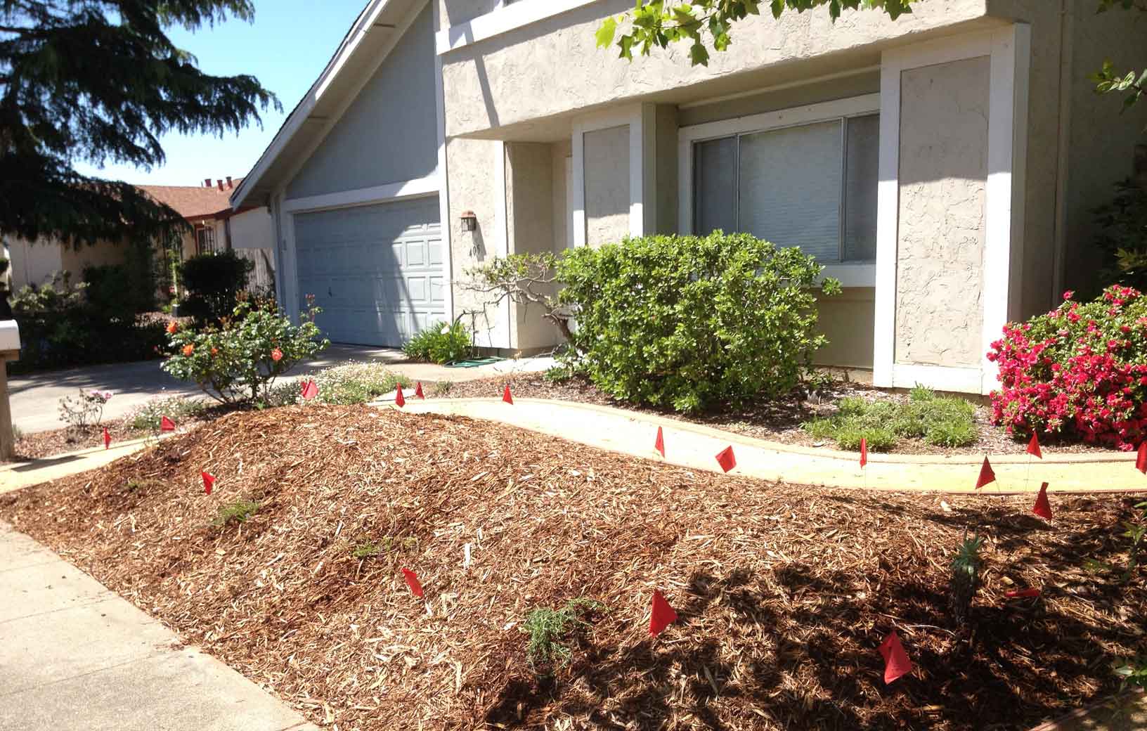 After Sheet Mulch