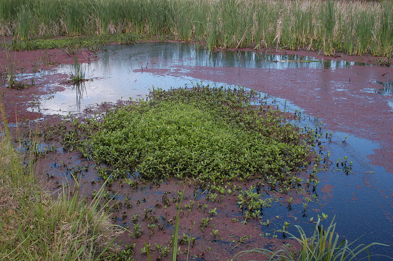 Alternanthera philoxeroides (Alligator weed)