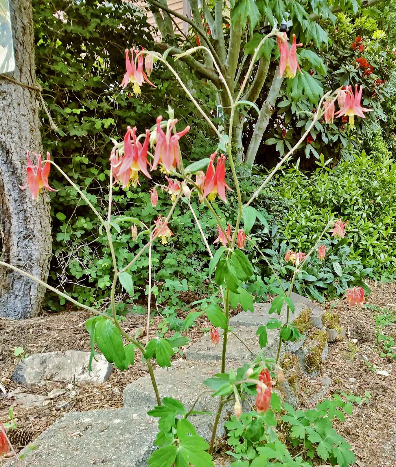 Aquilegia formosa (Western columbine)