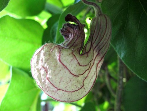 Aristolochia californica