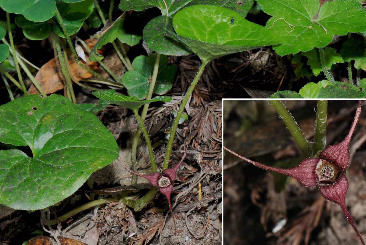 asarum caudatum