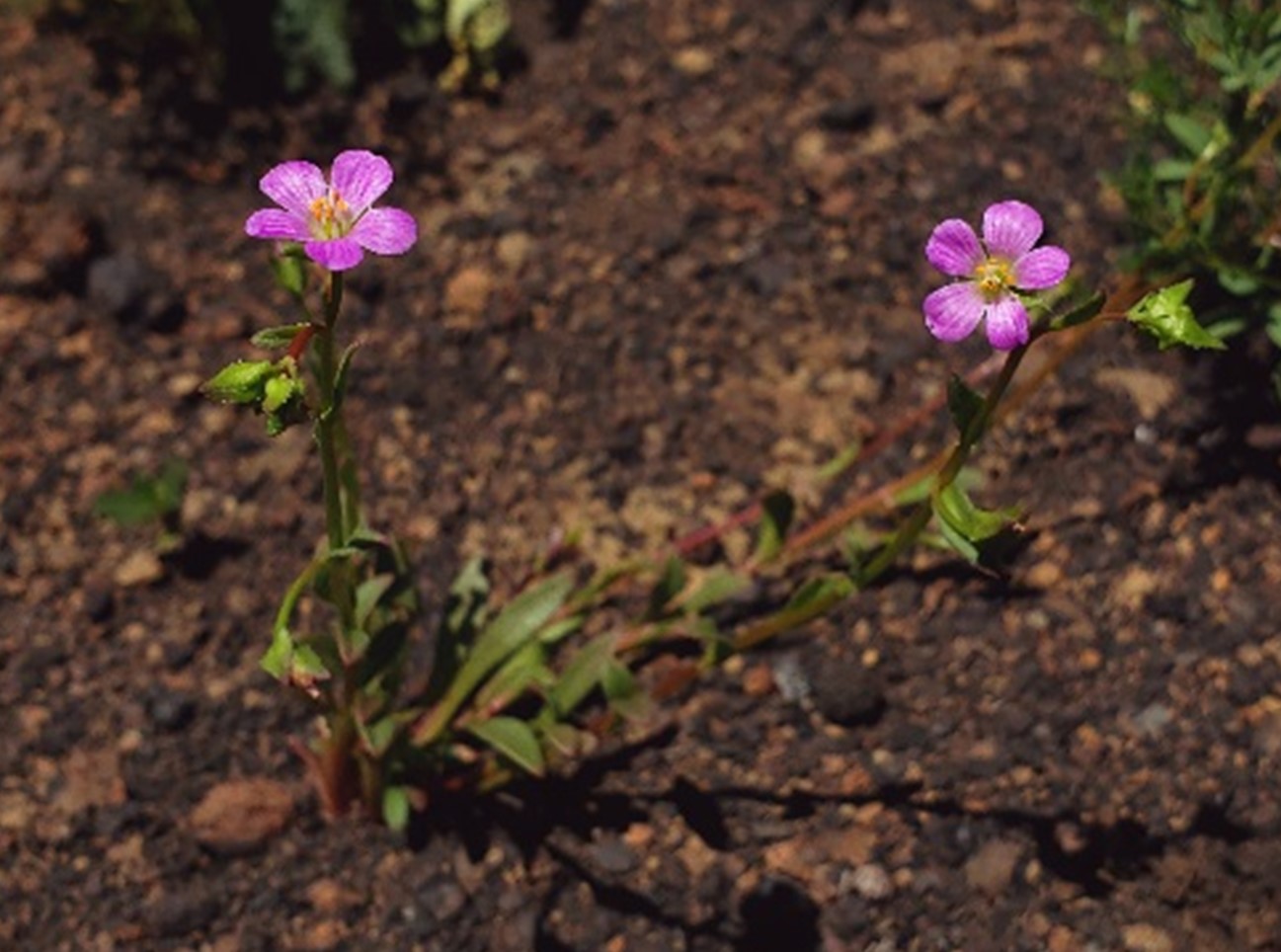 Brewer's redmaids  Calandrinia breweri  CNPS Rare Plant Rank