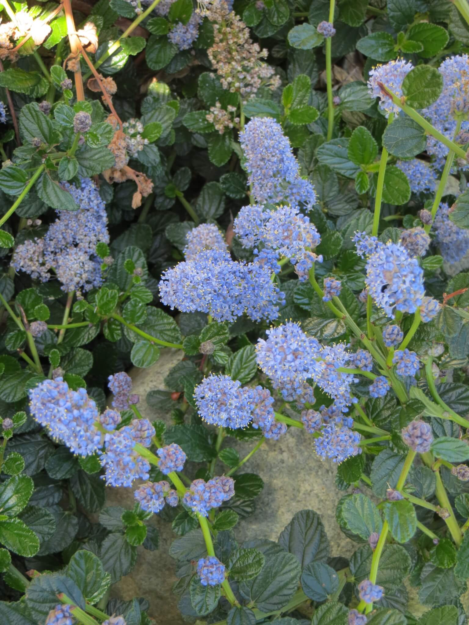 Ceanothus thyrsiflorus var. griseus 'carmel creeper'