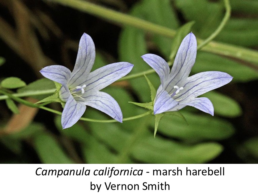 Campanula californica Vernon Smith