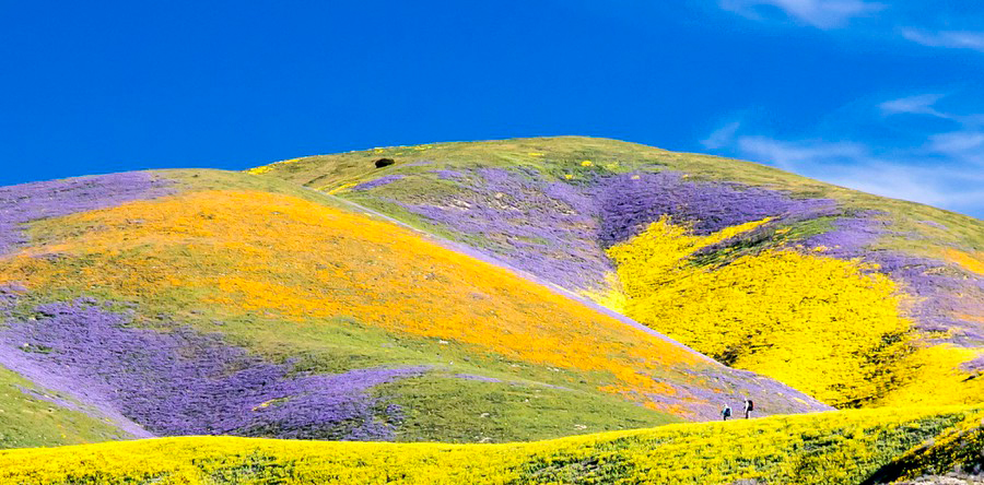 Carrizo Plain National Monument