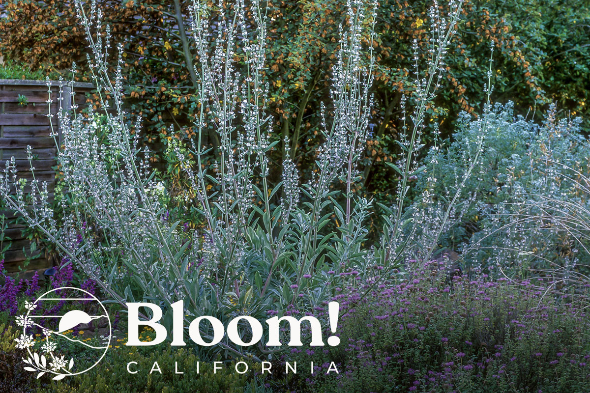 Salveando el Mundo  California Native Plant Society