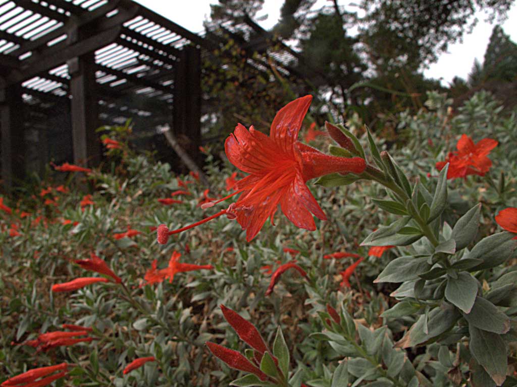 Epilobium septentrionale 'Wayne's Silver'