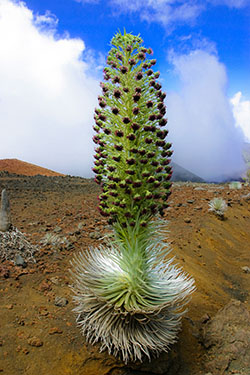 Haleakala silversword, Conor Dupre-Neary