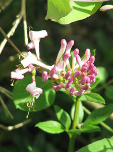 Lonicera hispidula