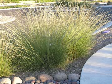 muhlenbergia rigens