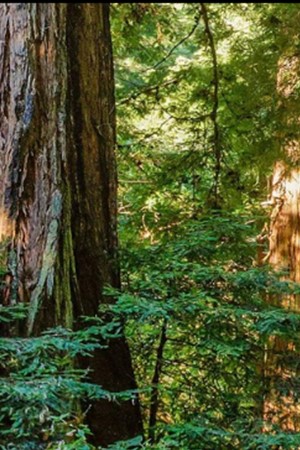 Muir Woods