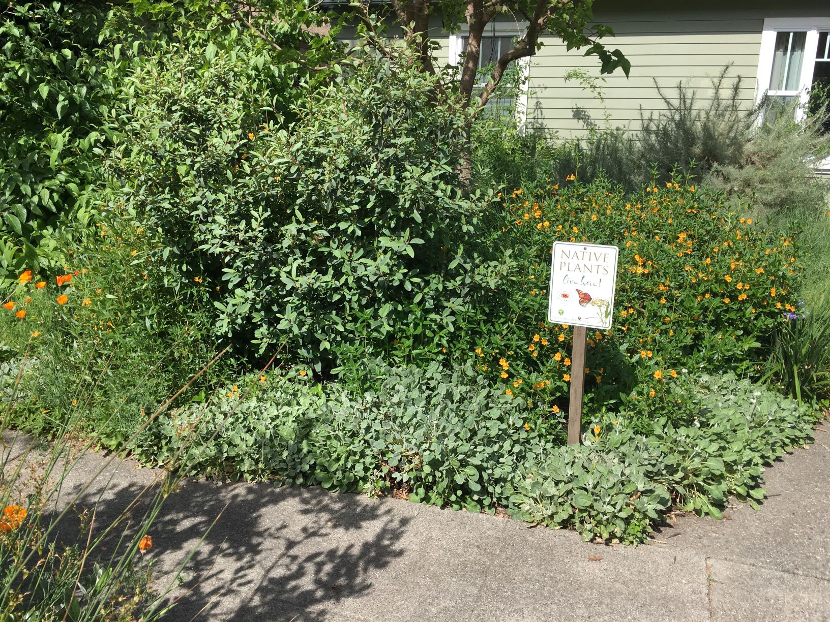 garden garden