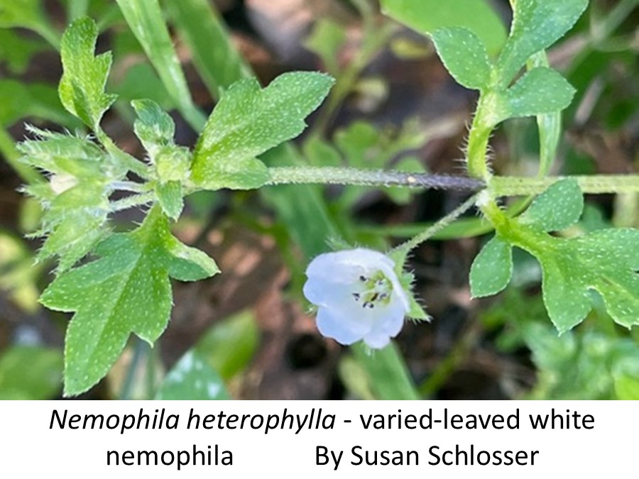 Nemophila heterophylla Susan Schlosser