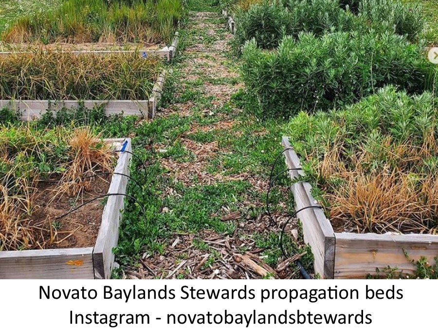 Novato Baylands Stewards propagation beds