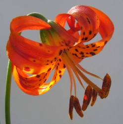 Pitkin Lily