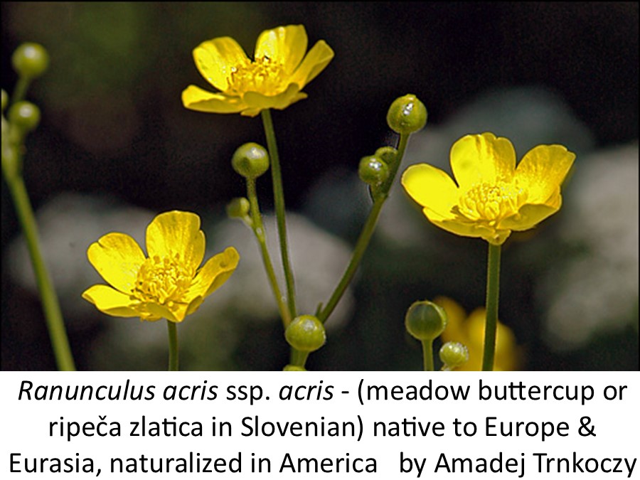 Ranunculus acris ssp. acris meadow buttercup  Amadej Trnkocz