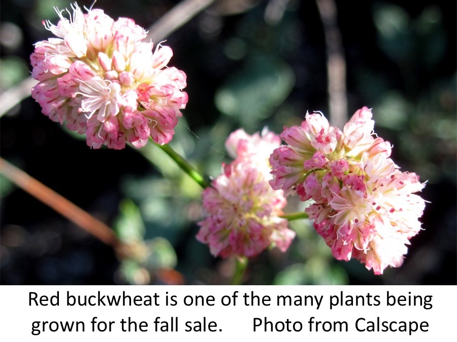 red buckwheat Calscape