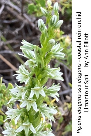 Piperia elegans ssp elegans Limantour Ann Elliott