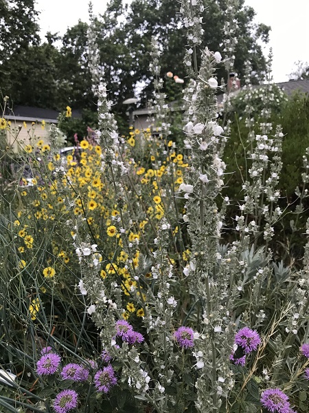 salvia apiana_ monardella_madia elegans_Natasha Granoff