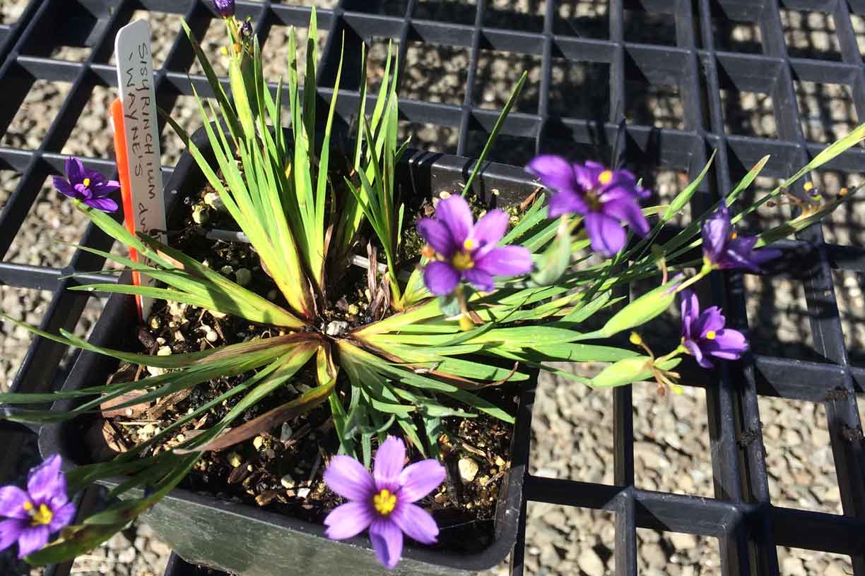 'Wayne's Dwarf' available of the Fall On-line Plant Sale