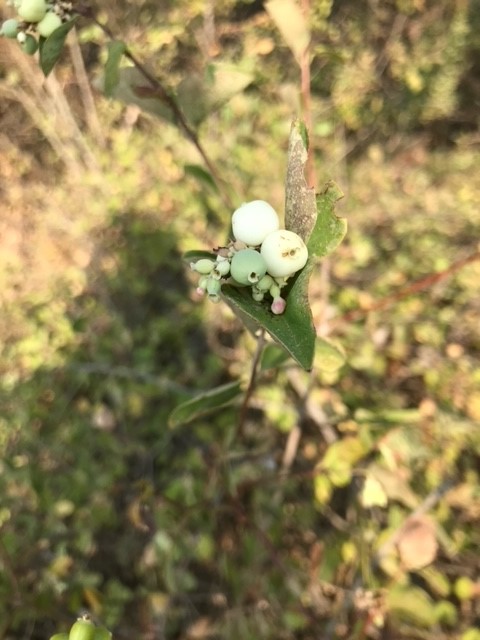 snowberry