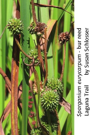 Sparganium eurycarpum bur reed Susan Schlosser