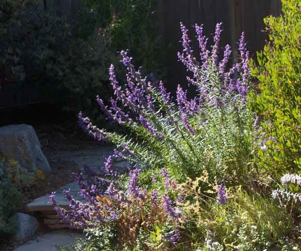 Trichostema lanatum, Woolly blue curls