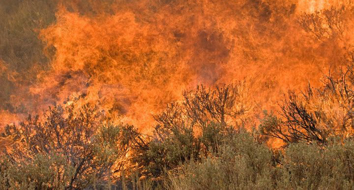 Wildfire
